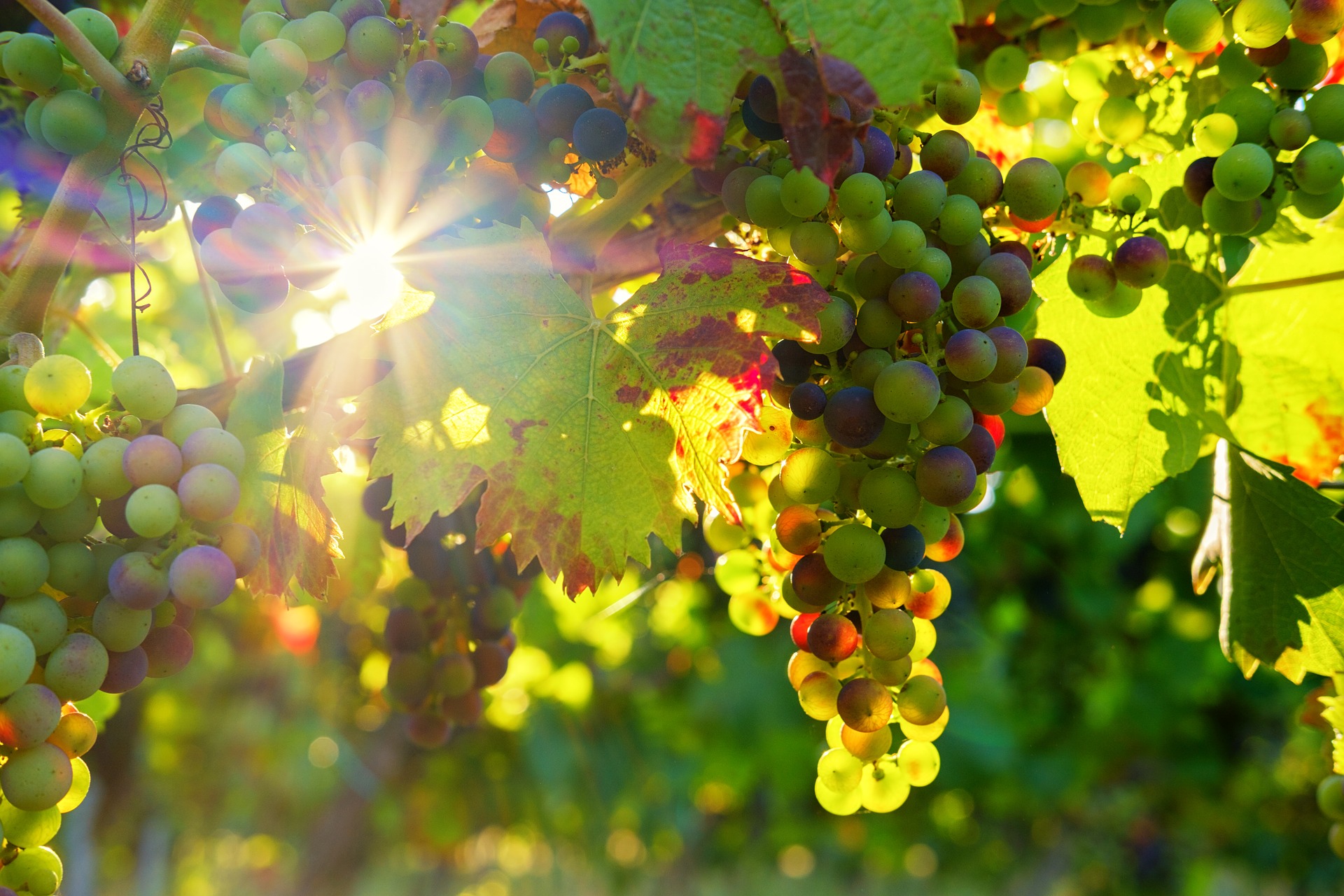 vin auvergne vin auvergne